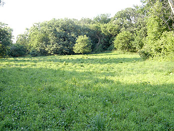 food-plots-003.jpg (48107 bytes)